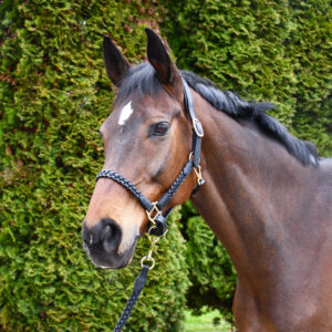 Leather Headcollars
